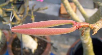 Cara Menyemai Adenium dari Biji – Sampai Perawatan Bunga
