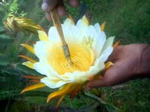 Cara Agar Bunga Buah Naga Berbuah