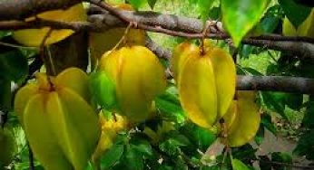 Cara Agar Bunga Belimbing jadi Buah dan Subur