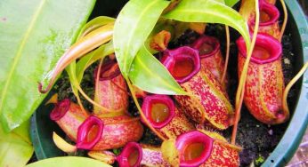 14 Cara Menanam Biji Nepenthes (Kantong Semar) – Tips Mudah dan Perawatan