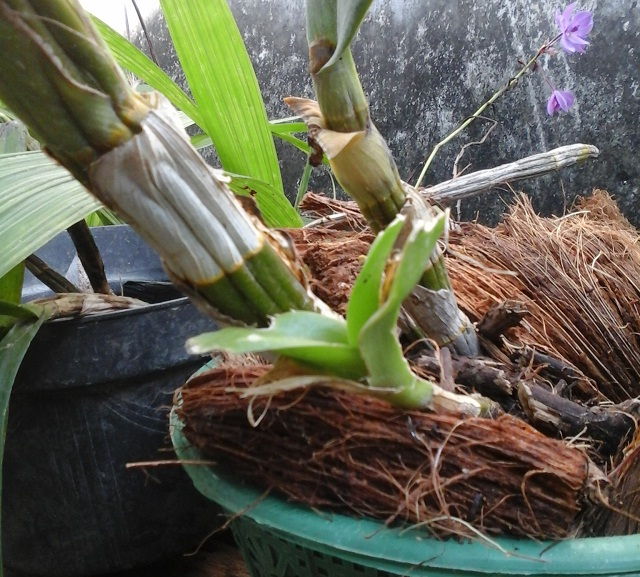 Cara Membuat Pot Bunga Anggrek dari Sabut Kelapa Kering yang Mudah dan