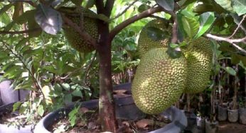 Cara Menanam Nangka Mini di Pot – Singkat dan Mudah