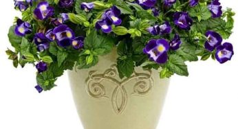 12 Cara Menanam Mata Kucing (Torenia Ungu) dari Biji dan Tips Merawatnya!
