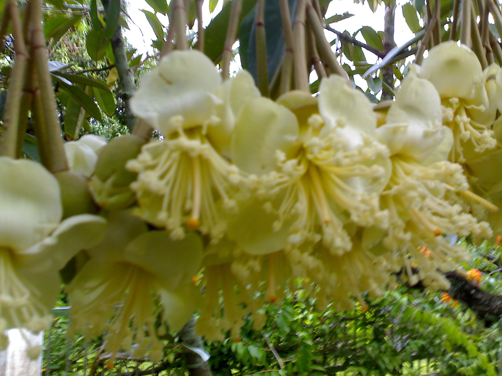 Cara Agar Bunga Durian Tidak Rontok Tips dan Trik 