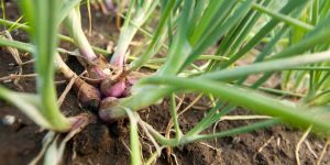 cara membuat fungisida alami untuk tanaman bawang merah