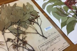 Jenis Tanaman yang Bisa Dibuat Herbarium