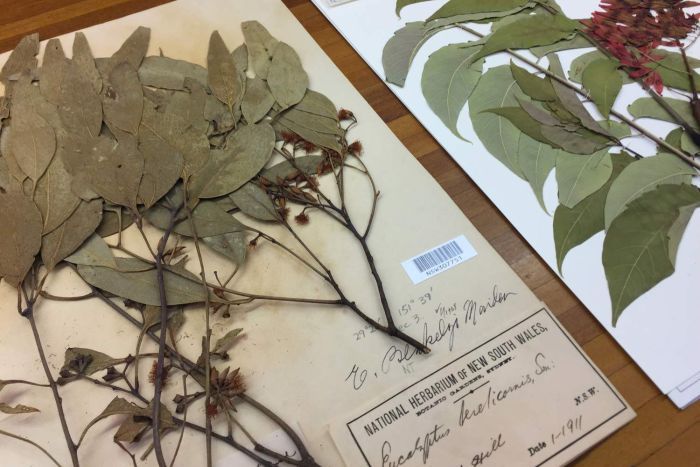 Jenis Tanaman  yang Bisa Dibuat Herbarium Berasal Dari 