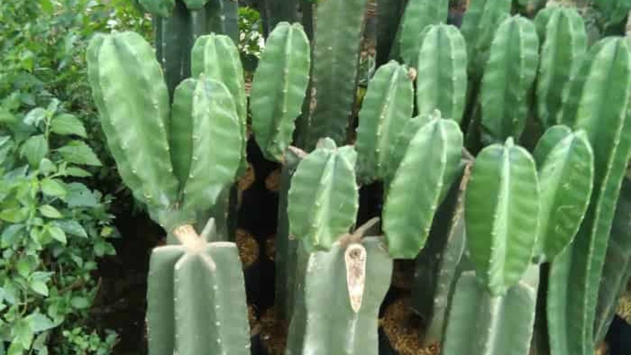 Titik-titik penguapan kulit mengurangi air untuk kaktus yang memiliki batang Ciri Khusus