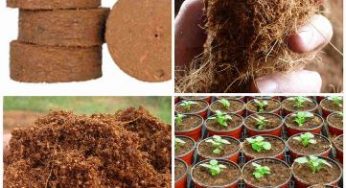 Media Tanam Hidroponik Cocopeat – Keunggulan dan Kekurangan