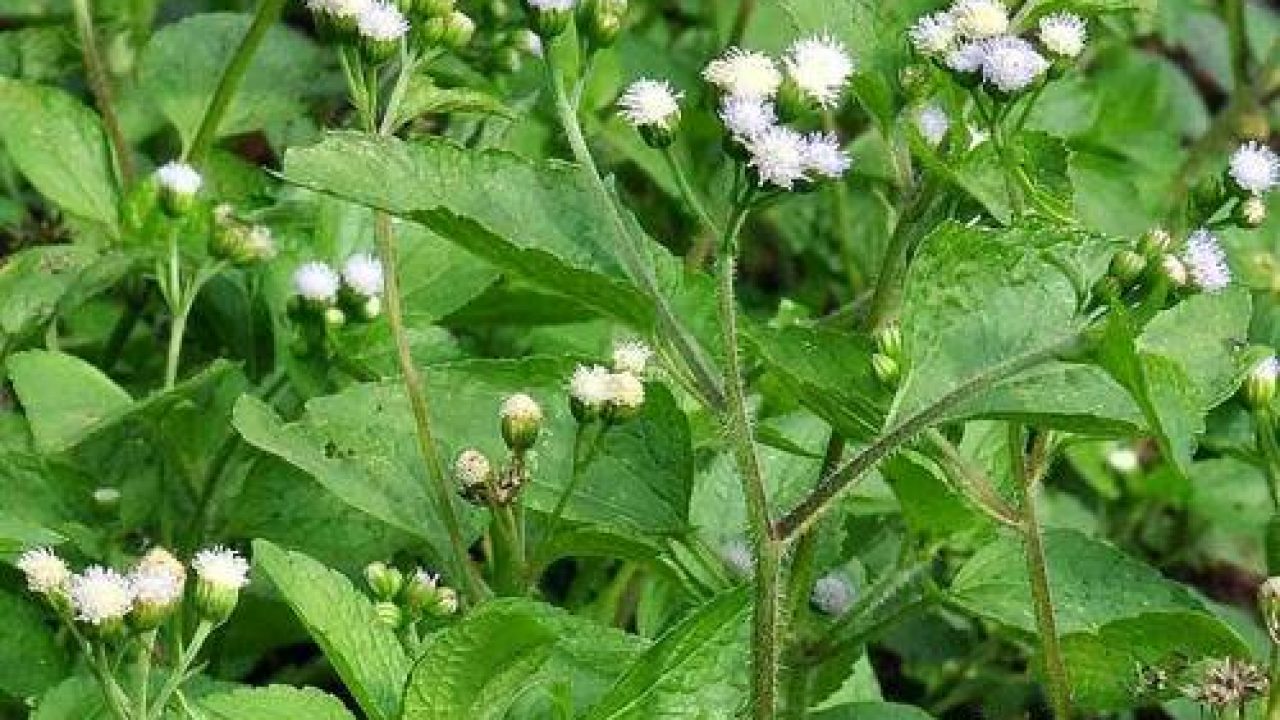 Mengapa Tanaman Inang Harus Diberantas Dan Cara Pengendaliannya Ilmubudidaya Com