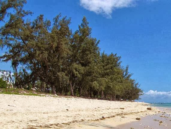 5 Jenis  Tanaman  yang Cocok Ditanam di Daerah Pantai  