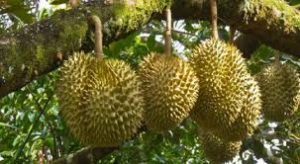 Jenis tanah yang cocok untuk tanam durian