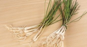 Cara Menanam Bawang Lokio dan Perawatannya sampai Panen