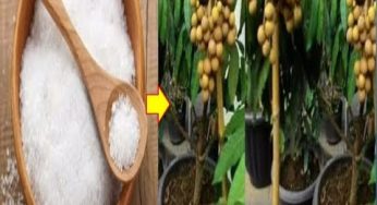 Cara Memupuk Kelengkeng dengan Garam – Rahasia Agar Buah Subur
