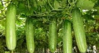 Cara Menanam Timun Agar Berbuah Lebat – Metode Sederhana
