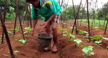 Cara Pemupukan Timun Agar Subur dan Panen Melimpah