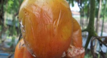 Kenapa Pokok Tomat Layu? Inilah Penyebab dan Cara Merawatnya