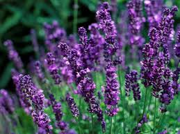  Bunga  Lavender  IlmuBudidaya com