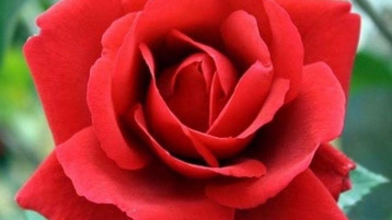 Paling Populer 17 Bunga  Mawar  Merah  Disilangkan  Gambar 