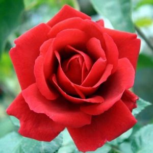 2 Alasan Kenapa Bunga Mawar Tidak Wangi
