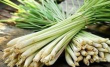 Cara Memilih Bibit Serai Wangi