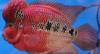 Cara Memilih Bibit Ikan Louhan Yang Bagus untuk Budidaya