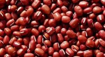 Cara Memilih Bibit Kacang Merah yang Unggul untuk Ditanam