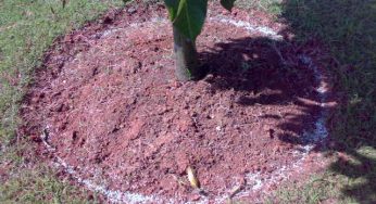 Ragam Manfaat Pupuk NPK untuk Pohon Mangga Berkualitas