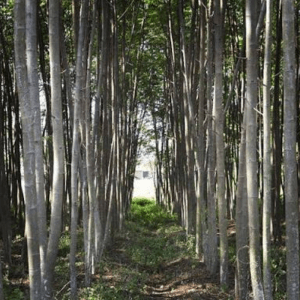 Cara Merawat Pohon Sengon Umur 1 Tahun