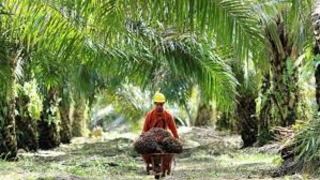 Di cocok daerah sawit ditanam kelapa Pemanfaatan Lahan