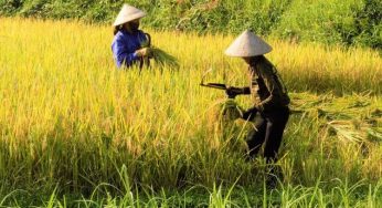 Kumpulan Jenis Obat untuk Hama Padi yang Pasti Ampuh