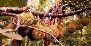 Cara Memilih Bibit Durian yang Cepat Berbuah