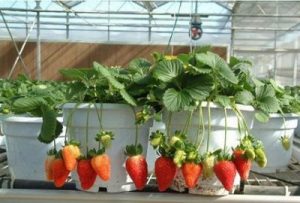 Cara Menanam Bibit Strawberry Agar Cepat Berbuah