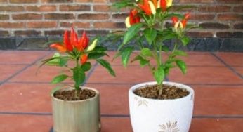Cara Menanam Cabe di Kaleng Bekas dan Tips Perawatannya