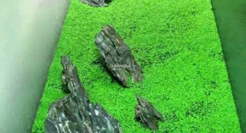 Cara Menanam Bibit Carpet Seed dan Tips Perawatan