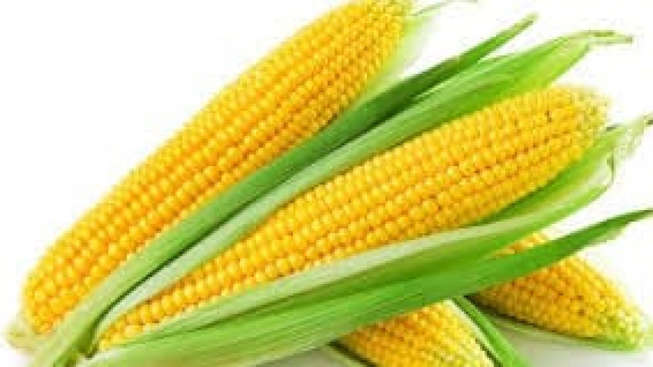 Pupuk dasar jagung manis