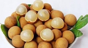Cara Memupuk Kelengkeng dengan Garam – Teknik Baru Budidaya
