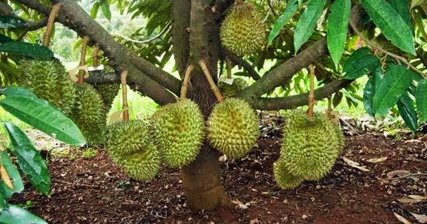 Cara Menanam Durian Agar cepat berbuah 