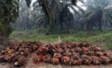 Cara Memupuk Sawit di Lahan Gambut dan Perawatan Pohon Sampai Panen