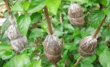 10 Cara Mencangkok Belimbing Wuluh Paling Mudah Ilmubudidaya Com