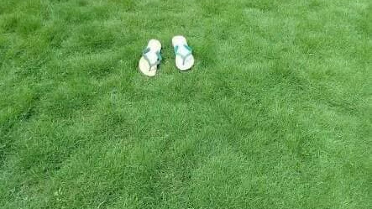 Cara Budidaya Rumput Jepang Budidaya Rumput Jepang Mudah Dilakukan