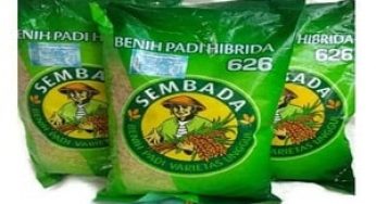 Cara Menanam Padi Sembada 626 dan Perawatannya Sampai Panen