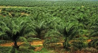 Kegunaan Pupuk Dolomit Pada Kelapa Sawit – Tips Menanam Sampai Panen