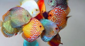 Cara Budidaya Ikan Discus di Aquarium – Tips dan Trik