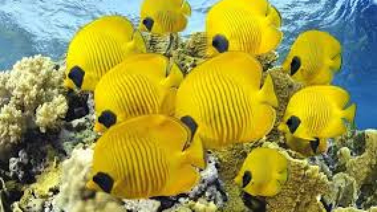 840 Koleksi Ikan Hias Air Laut Butterflyfish HD