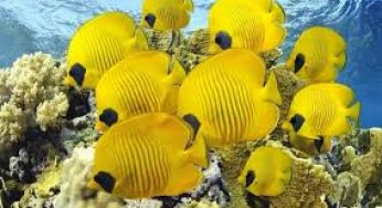 Cara Budidaya Ikan Butterfly Fish Sampai Panen