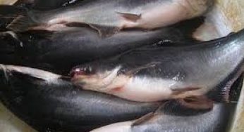 Cara Budidaya Ikan Patin di Kolam Tanah – Tips Pemelirahaan yang Baik