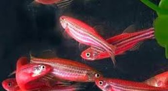 Cara Budidaya Ikan Zebra Pink – Tips Perawatan
