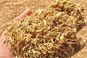 cara sekam padi untuk tanaman